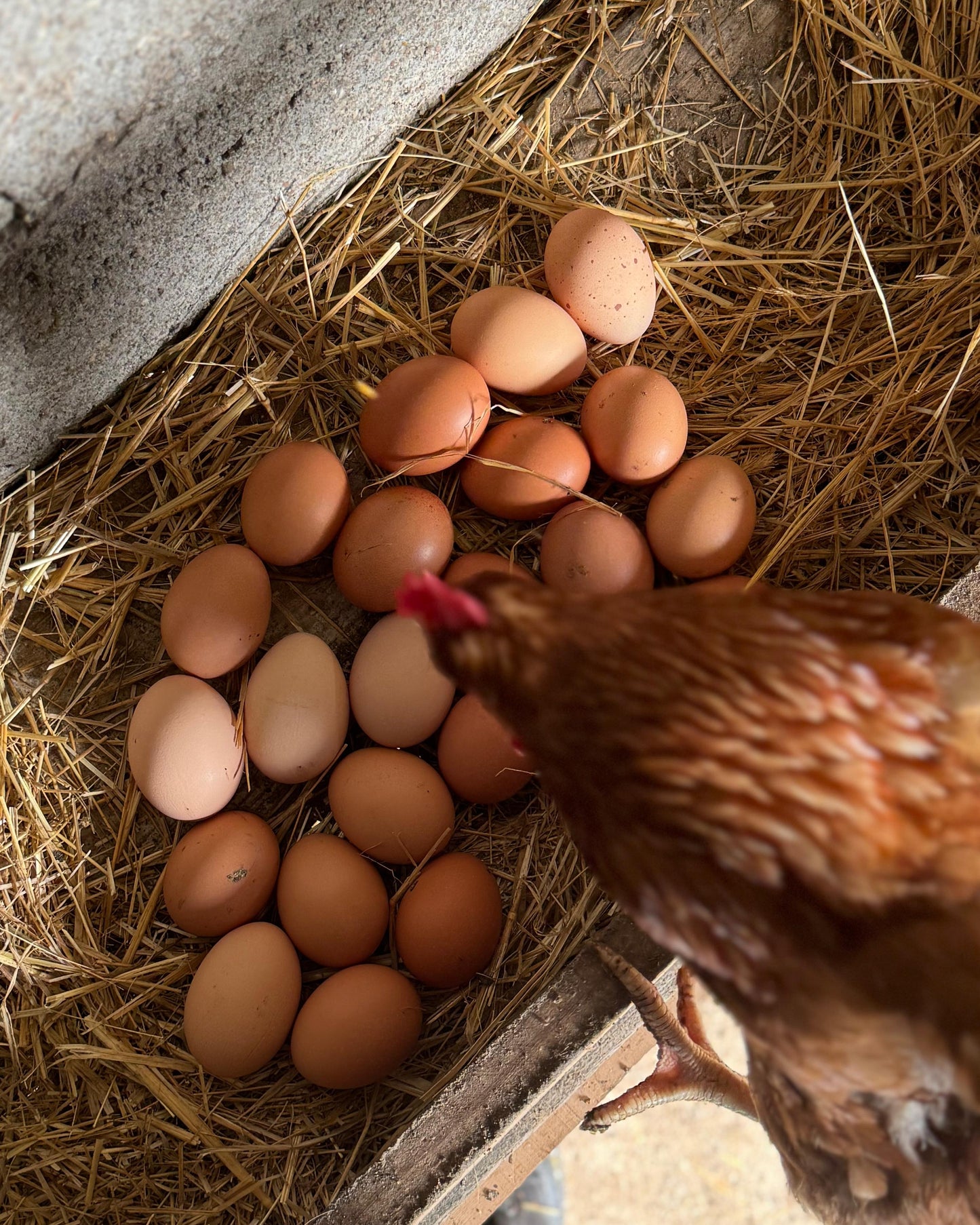 1 Dúzia de Ovos Chickas