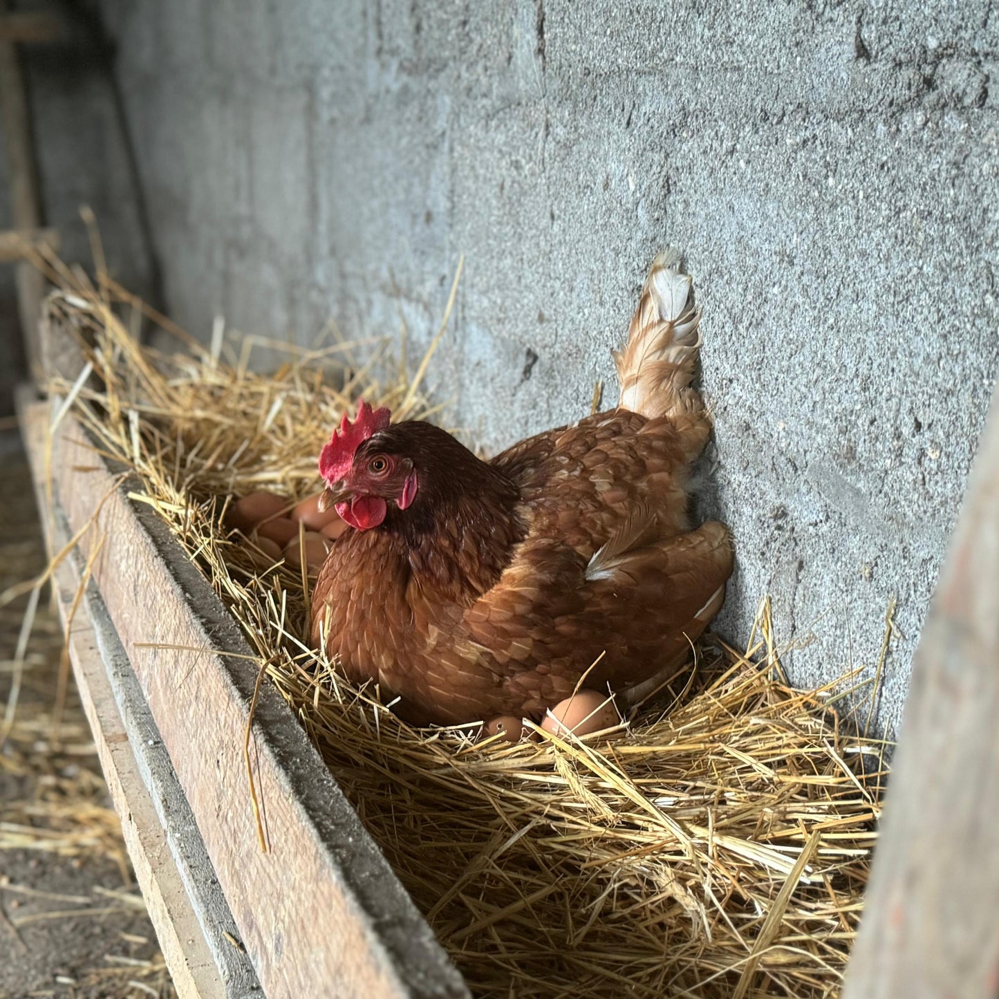 1 Dúzia de Ovos Chickas